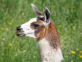Llama Animal Mammal Llama Ears  - Pezibear / Pixabay