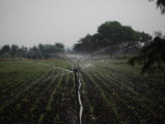 Sprinkler Irrigation  - IMGMIDI / Pixabay